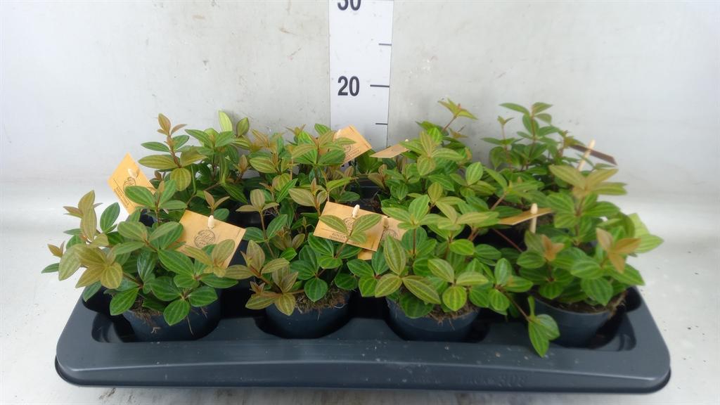 Горшечные цветы и растения оптом Peperomia Angulata от 8шт из Голландии с доставкой по России