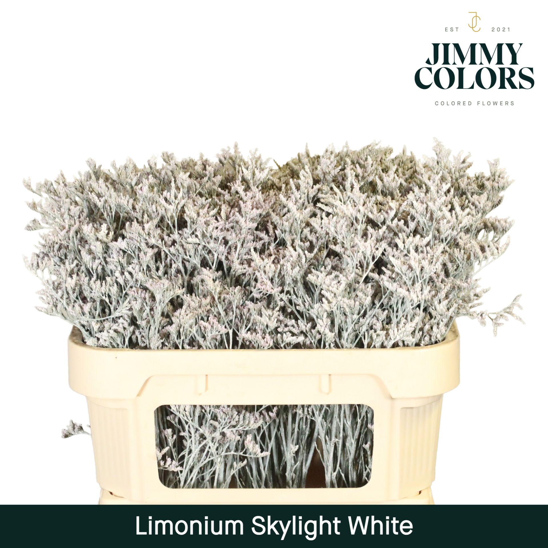 Срезанные цветы оптом Limonium paint white от 50шт из Голландии с доставкой по России