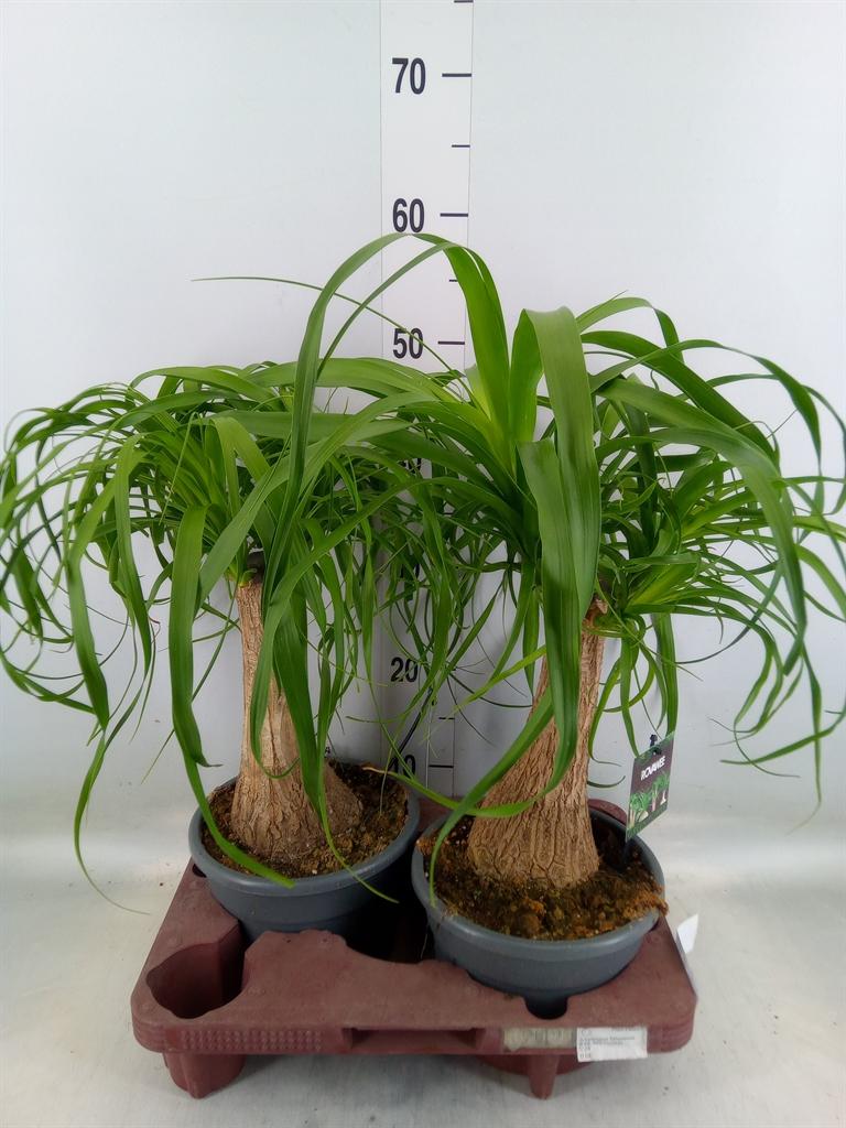 Горшечные цветы и растения оптом Beaucarnea Recurvata от 2шт из Голландии с доставкой по России
