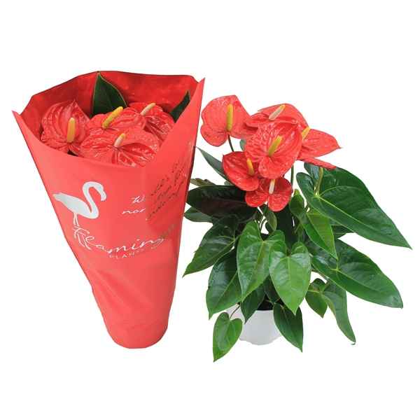 Горшечные цветы и растения оптом Anth An Mauii Red 6+ от 6шт из Голландии с доставкой по России