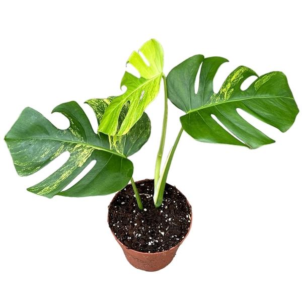 Горшечные цветы и растения оптом Monstera Deliciosa Aurea от 1шт из Голландии с доставкой по России