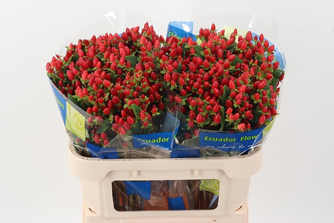 Срезанные цветы оптом Hypericum red spray от 50шт из Голландии с доставкой по России