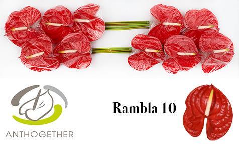 Срезанные цветы оптом Anthurium rambla от 10шт из Голландии с доставкой по России