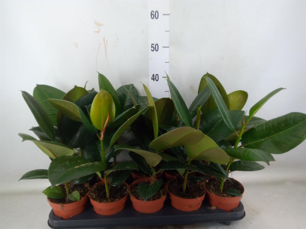 Горшечные цветы и растения оптом Ficus El Robusta от 10шт из Голландии с доставкой по России