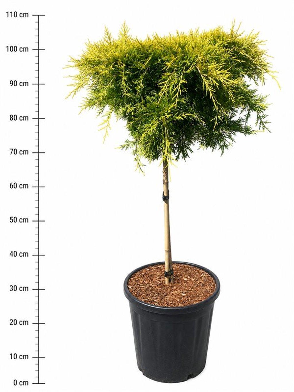 Горшечные цветы и растения оптом Juniperus Pf. golden Joy от 1шт из Голландии с доставкой по России