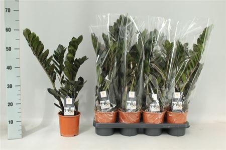 Горшечные цветы и растения оптом Zamio Raven 5+ Black от 7шт из Голландии с доставкой по России