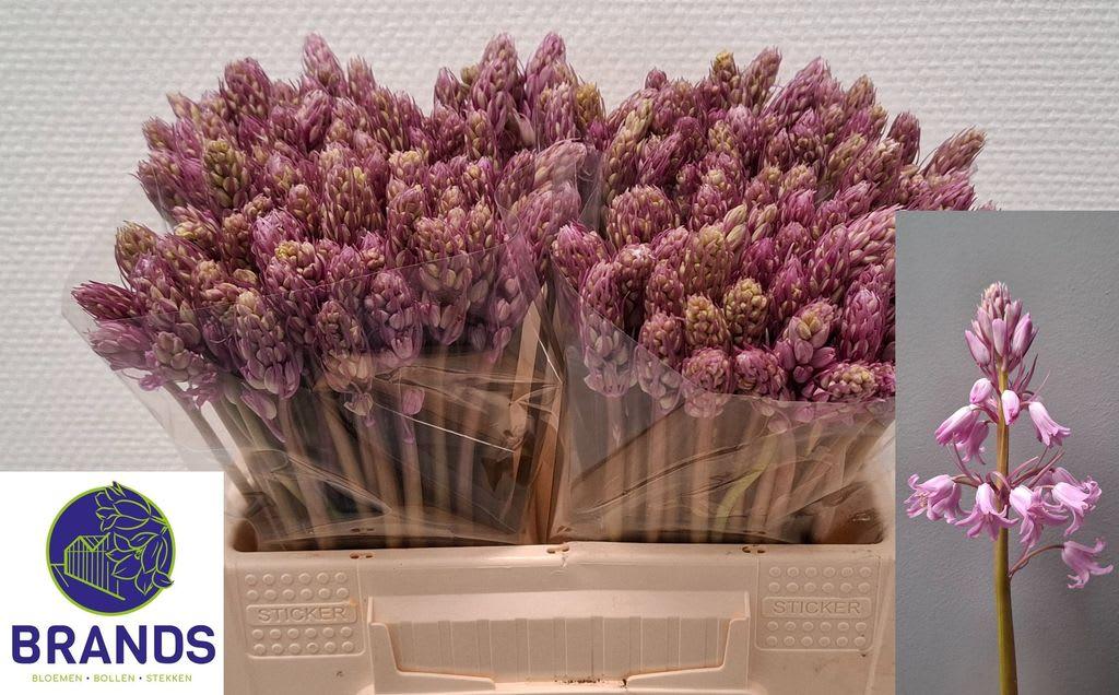 Срезанные цветы оптом Scilla pink от 200шт из Голландии с доставкой по России