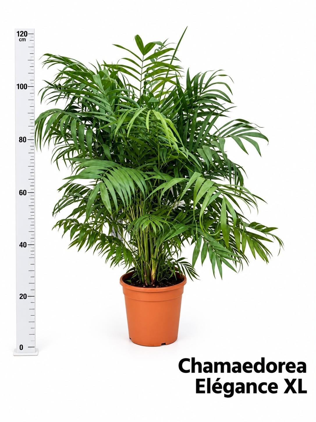 Горшечные цветы и растения оптом Chamaed Elegans от 1шт из Голландии с доставкой по России