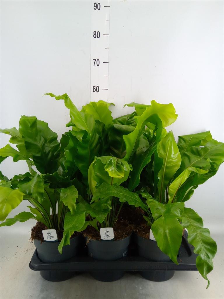 Горшечные цветы и растения оптом Asplenium Nidus от 6шт из Голландии с доставкой по России