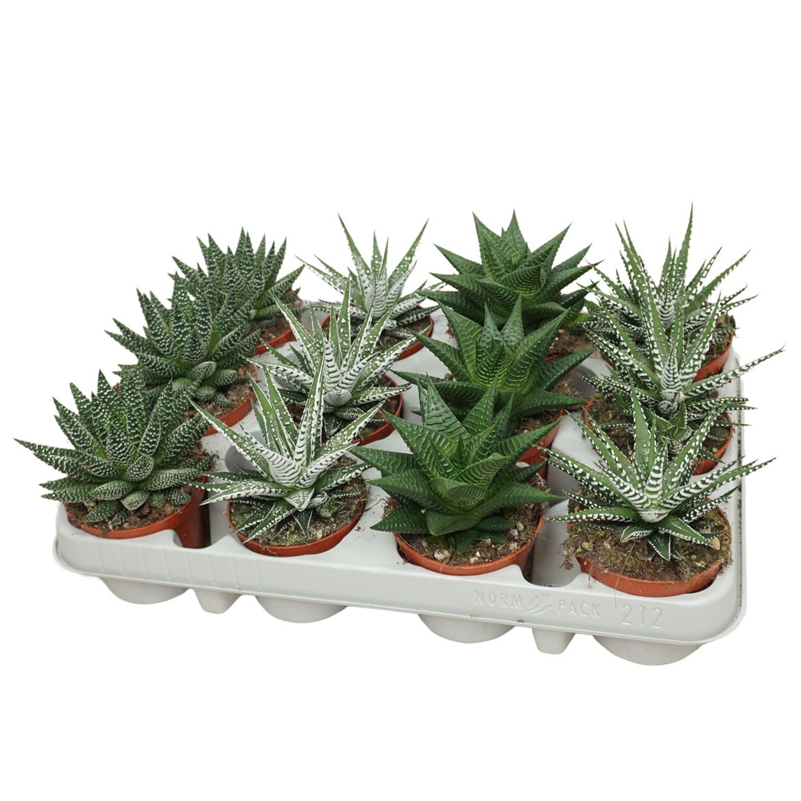Горшечные цветы и растения оптом Haworthia De Luxe Mix от 12шт (для телеги) из Голландии с доставкой по России