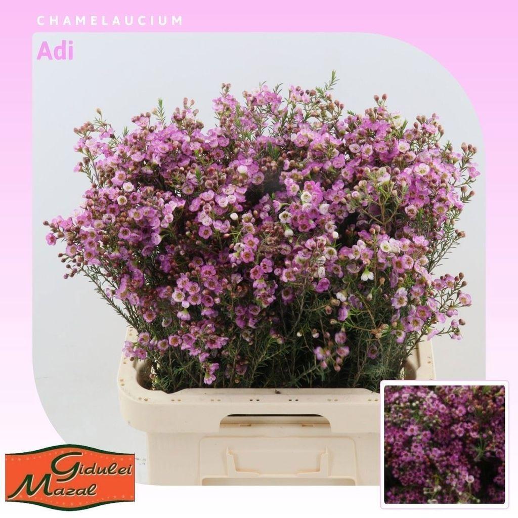 Срезанные цветы оптом Chamelaucium adi от 75шт из Голландии с доставкой по России