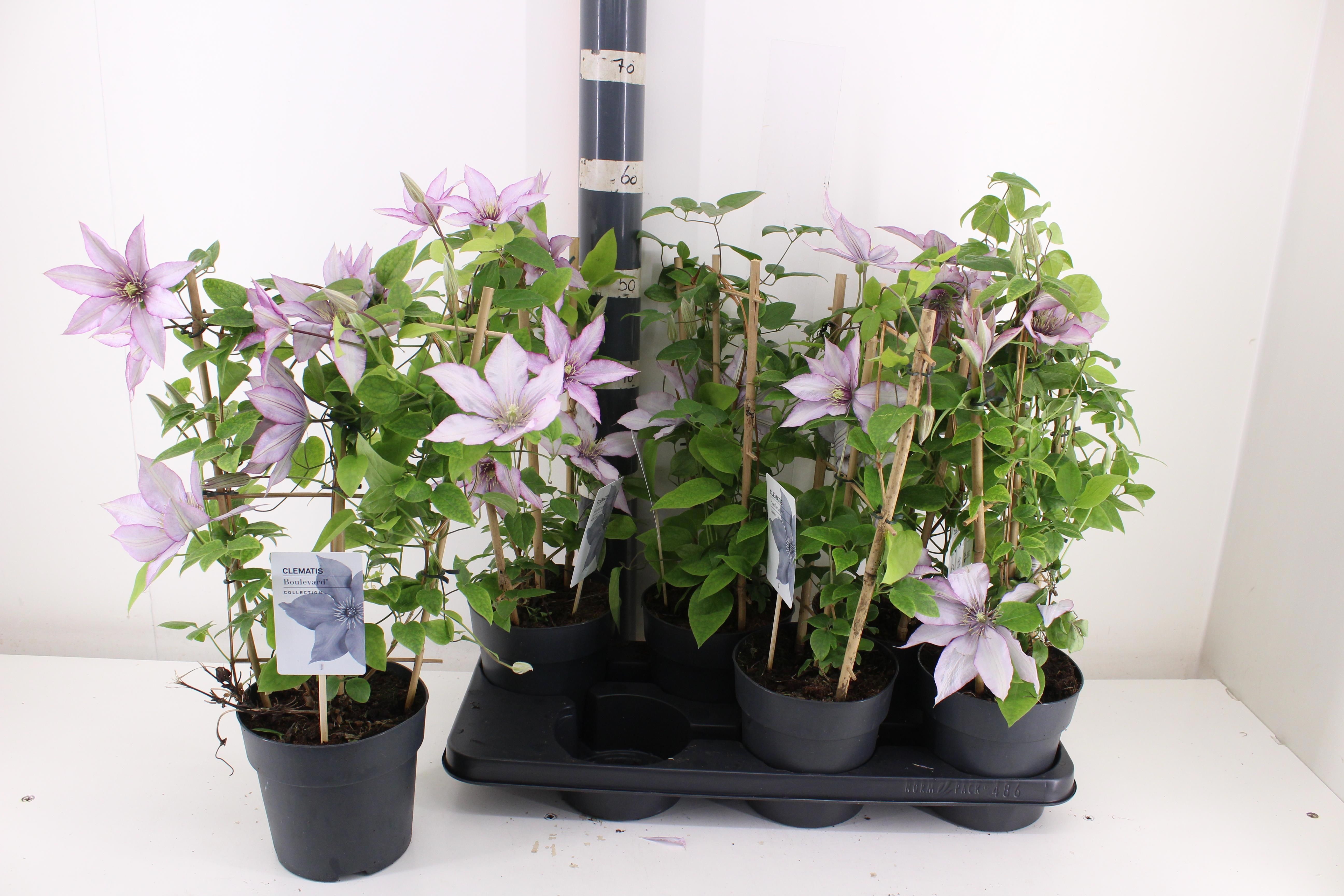 Горшечные цветы и растения оптом Clem Boulevard Ov от 6шт из Голландии с доставкой по России