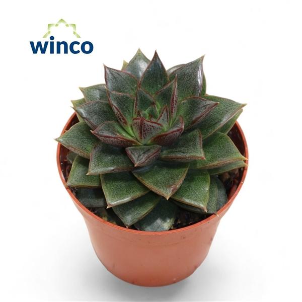 Горшечные цветы и растения оптом Echeveria Purpurea от 20шт (для телеги) из Голландии с доставкой по России