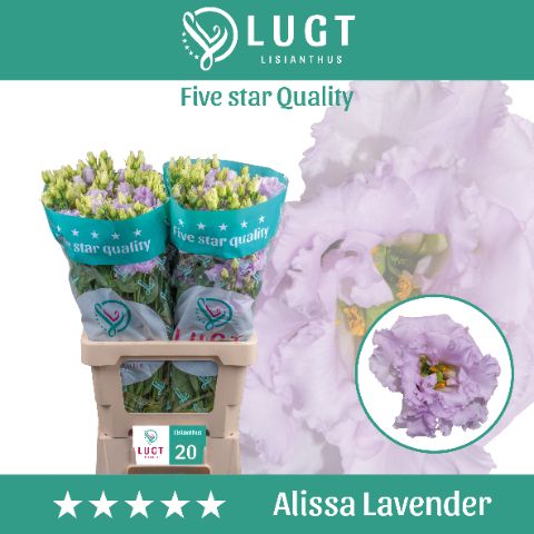 Срезанные цветы оптом Lisianthus do alissa lavender от 20шт из Голландии с доставкой по России