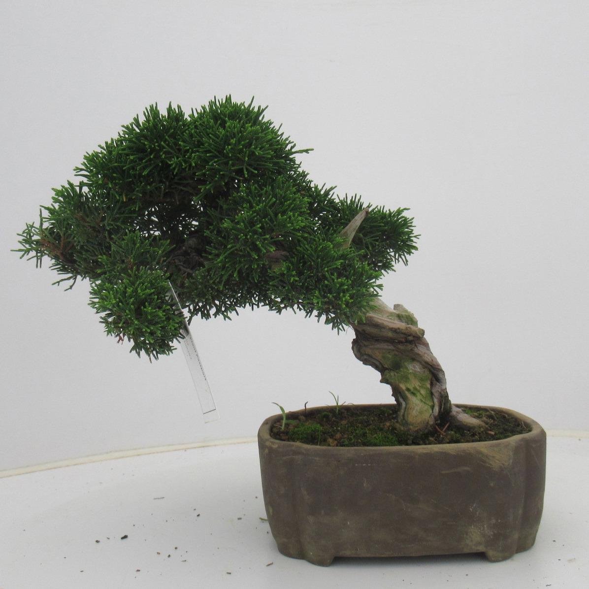 Горшечные цветы и растения оптом Juniperus Chinensis, 17 Cm., Height 25 Cm. (single от 1шт из Голландии с доставкой по России