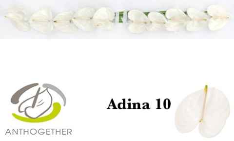 Срезанные цветы оптом Anthurium adina от 10шт из Голландии с доставкой по России