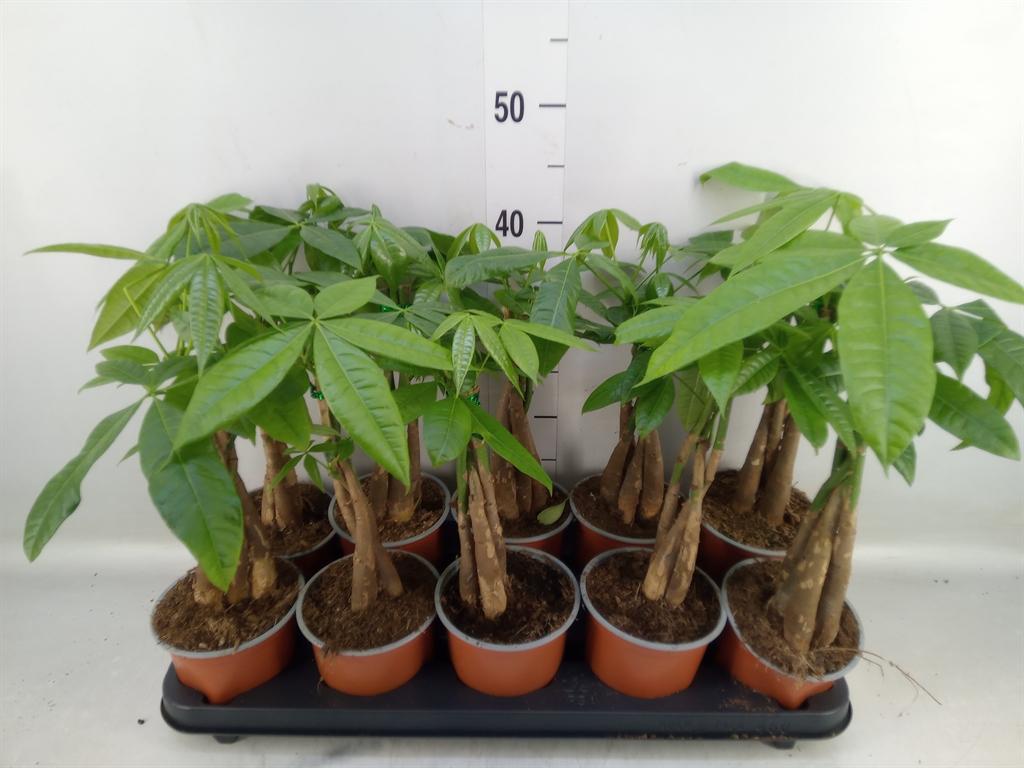 Горшечные цветы и растения оптом Pachira Aquatica от 10шт из Голландии с доставкой по России