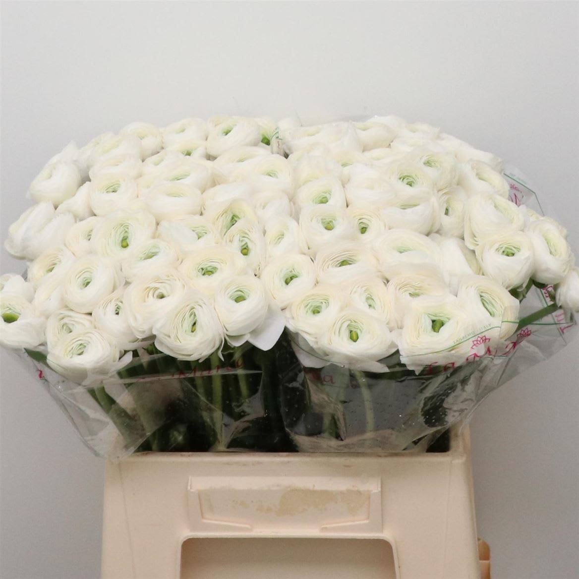 Срезанные цветы оптом Ranunculus success niveo от 50шт. из Голландии с доставкой по России