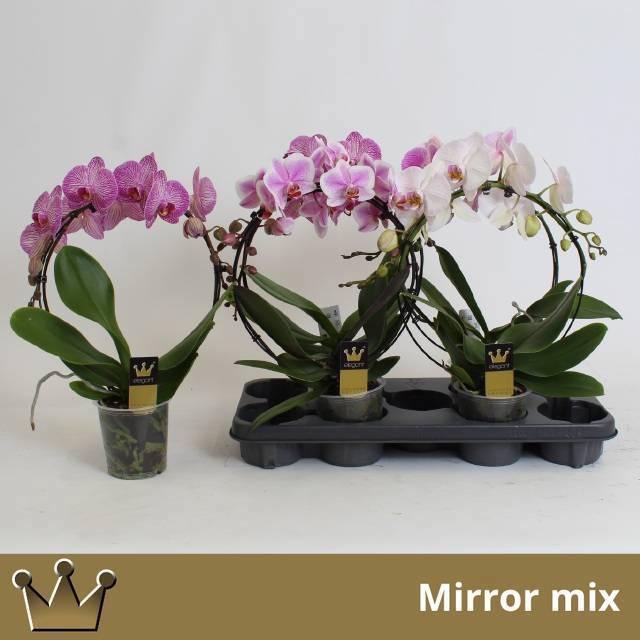 Горшечные цветы и растения оптом Phal El Cascade от 4шт из Голландии с доставкой по России