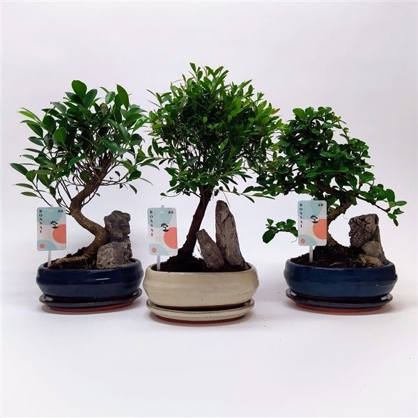 Горшечные цветы и растения оптом Bonsai Mix Landscape от 5шт из Голландии с доставкой по России