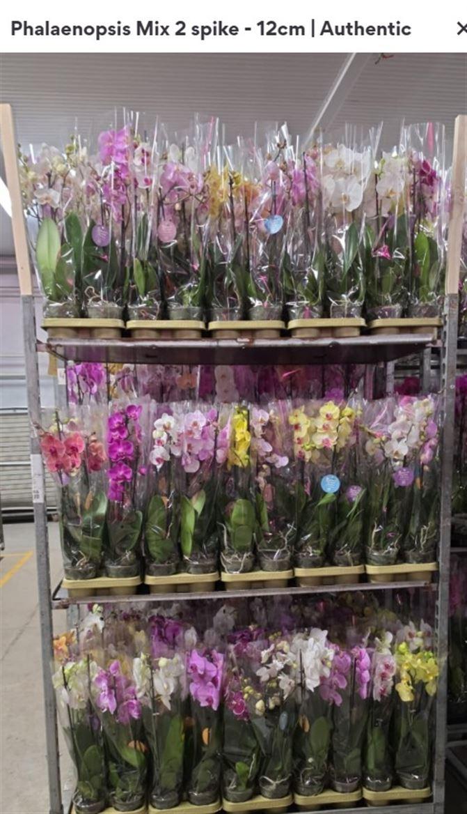 Горшечные цветы и растения оптом Phal 2st Authentic Mix от 10шт из Голландии с доставкой по России