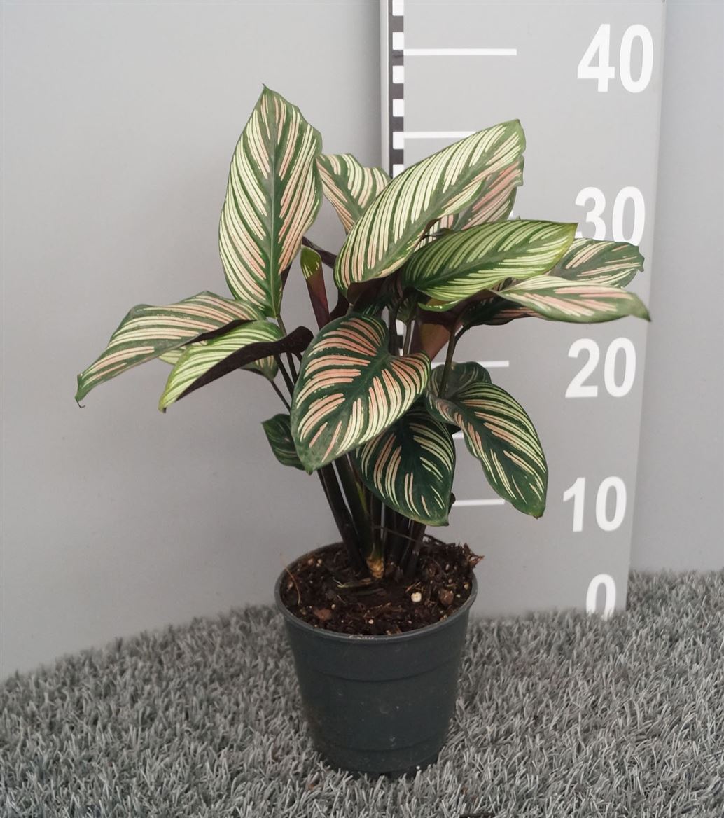 Горшечные цветы и растения оптом Calathea Majestica Whitestripe от 6шт из Голландии с доставкой по России