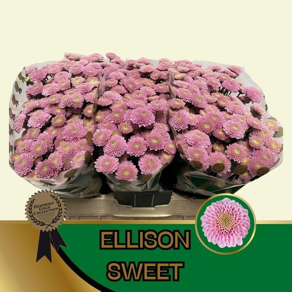 Срезанные цветы оптом Chrys sa ellison sweet от 75шт из Голландии с доставкой по России