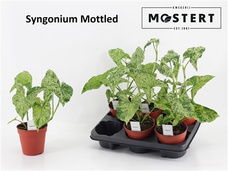 Горшечные цветы и растения оптом Syng Mottled от 6шт из Голландии с доставкой по России