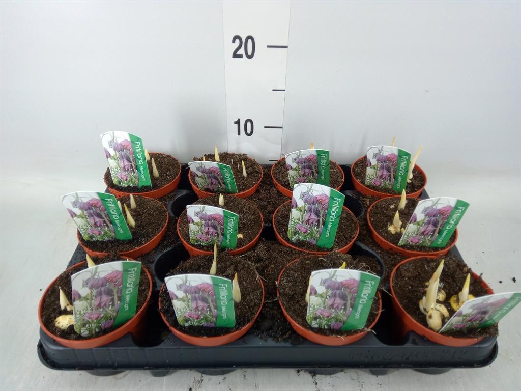 Горшечные цветы и растения оптом Fritillaria Meleagris от 12шт (для телеги) из Голландии с доставкой по России