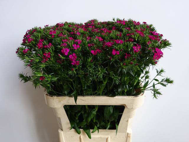 Срезанные цветы оптом Dianthus br amazone neon cherry от 120шт из Голландии с доставкой по России