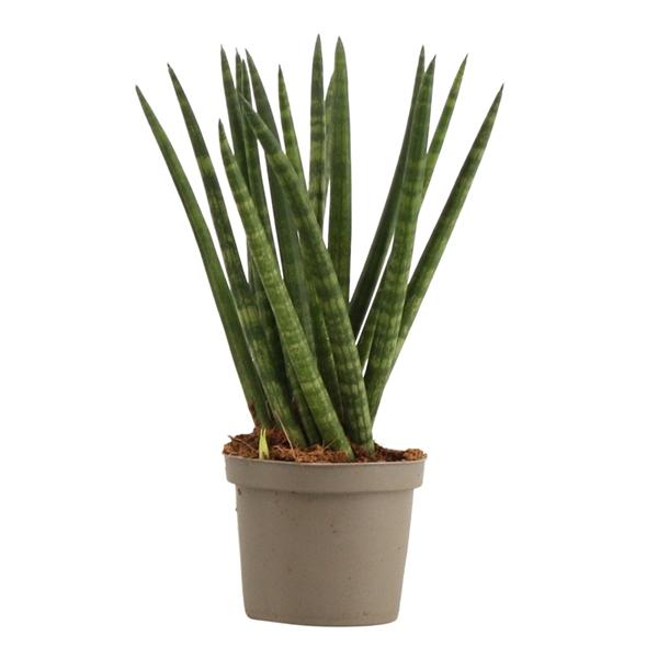 Горшечные цветы и растения оптом Sansevieria Cylindrica Spaghetti от 18шт (для телеги) из Голландии с доставкой по России