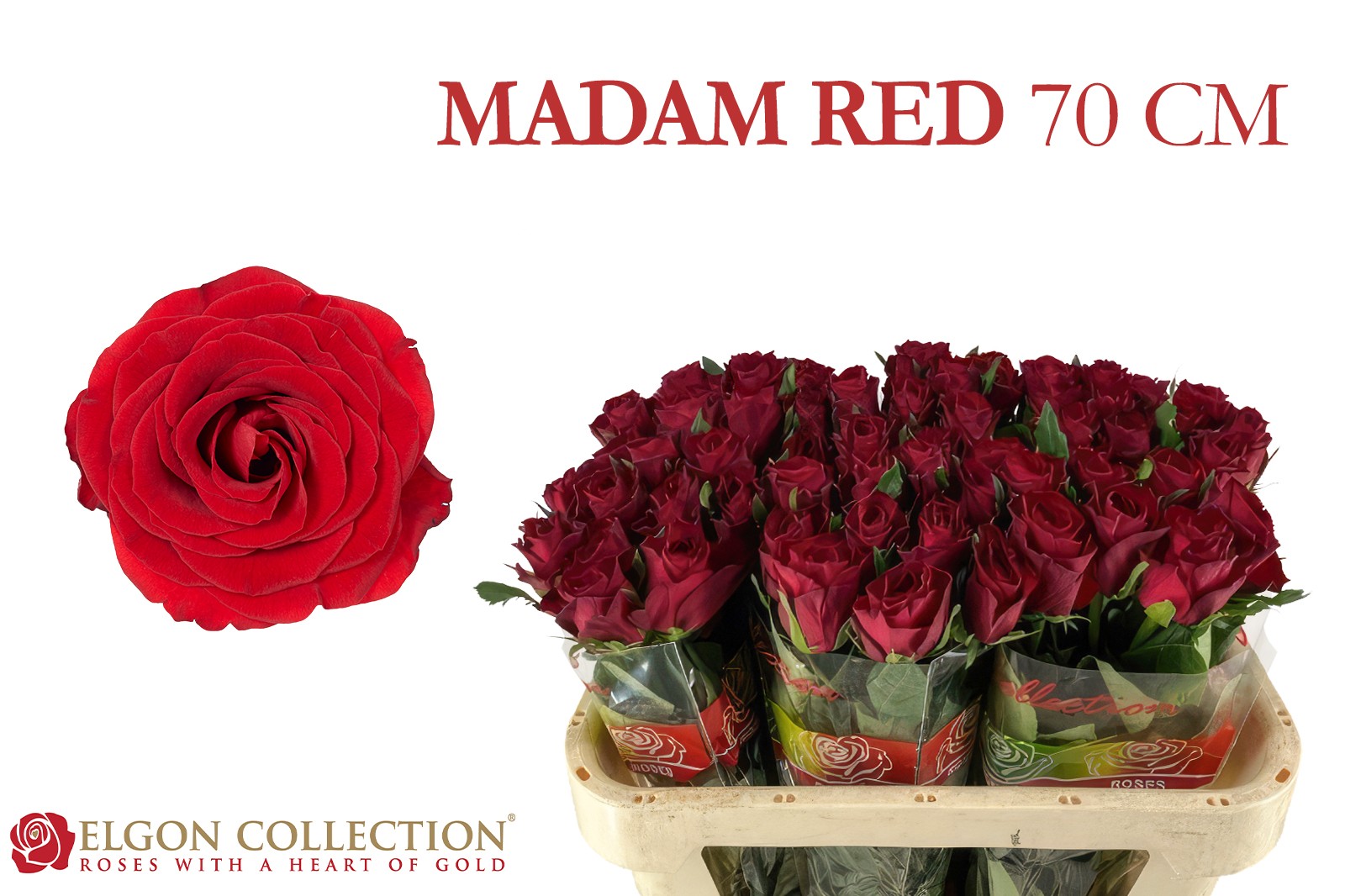 Срезанные цветы оптом Rosa large madam red от 260шт из Голландии с доставкой по России