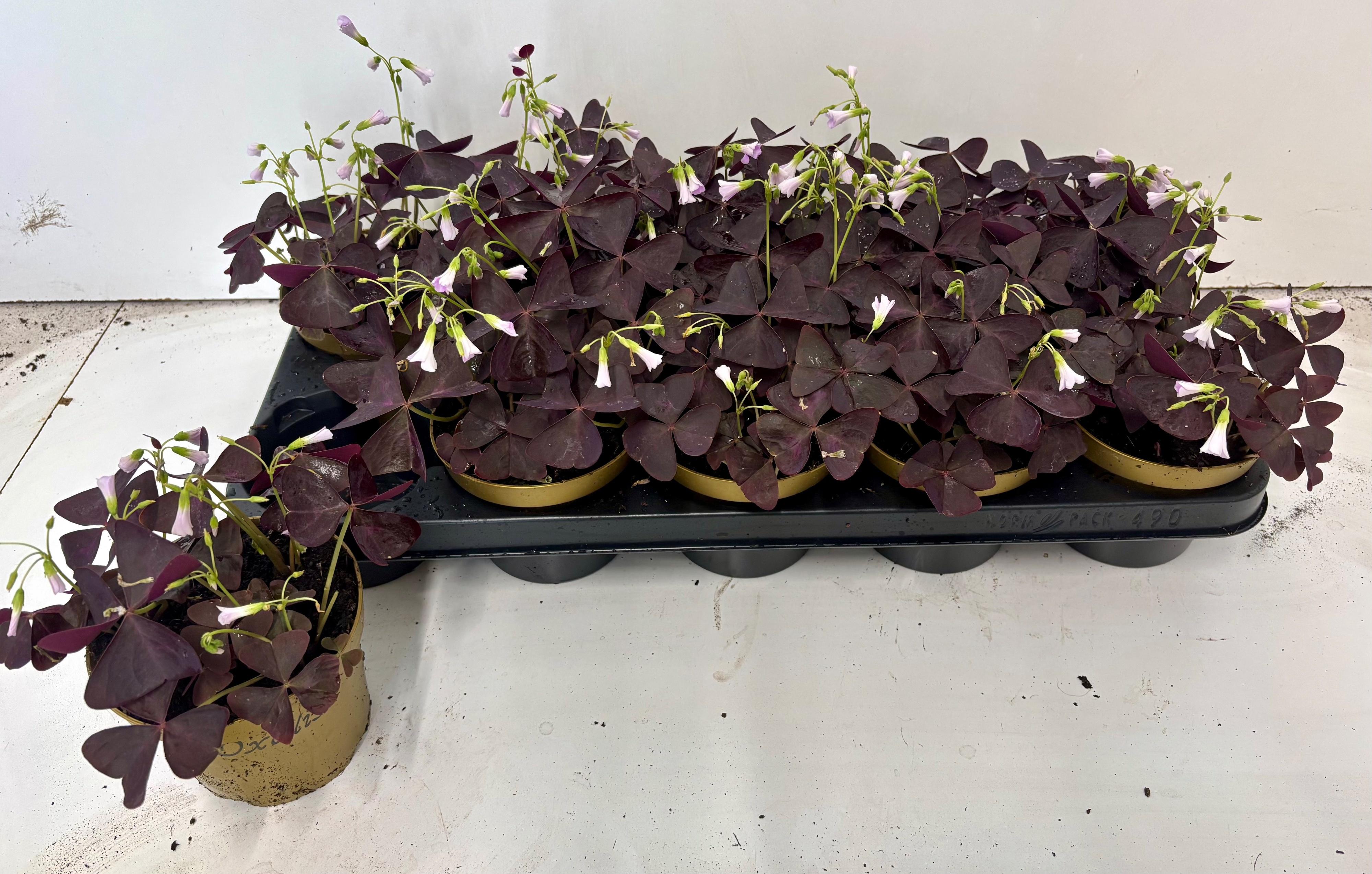 Горшечные цветы и растения оптом Oxalis Triangularis от 10шт из Голландии с доставкой по России