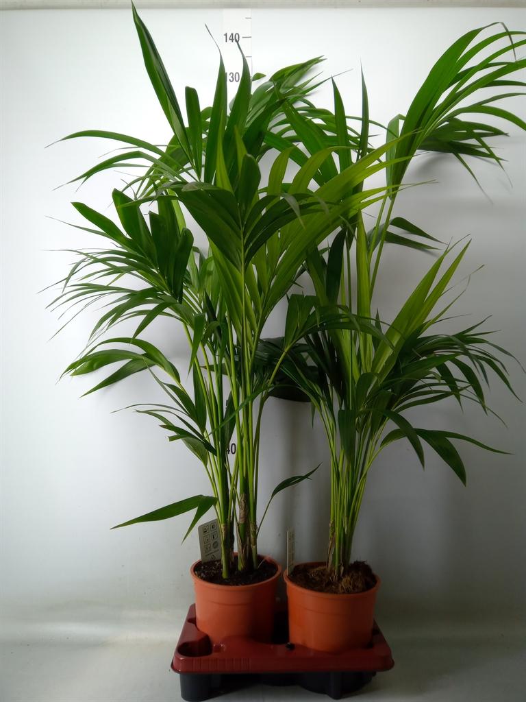 Горшечные цветы и растения оптом Howea Forsteriana от 2шт из Голландии с доставкой по России