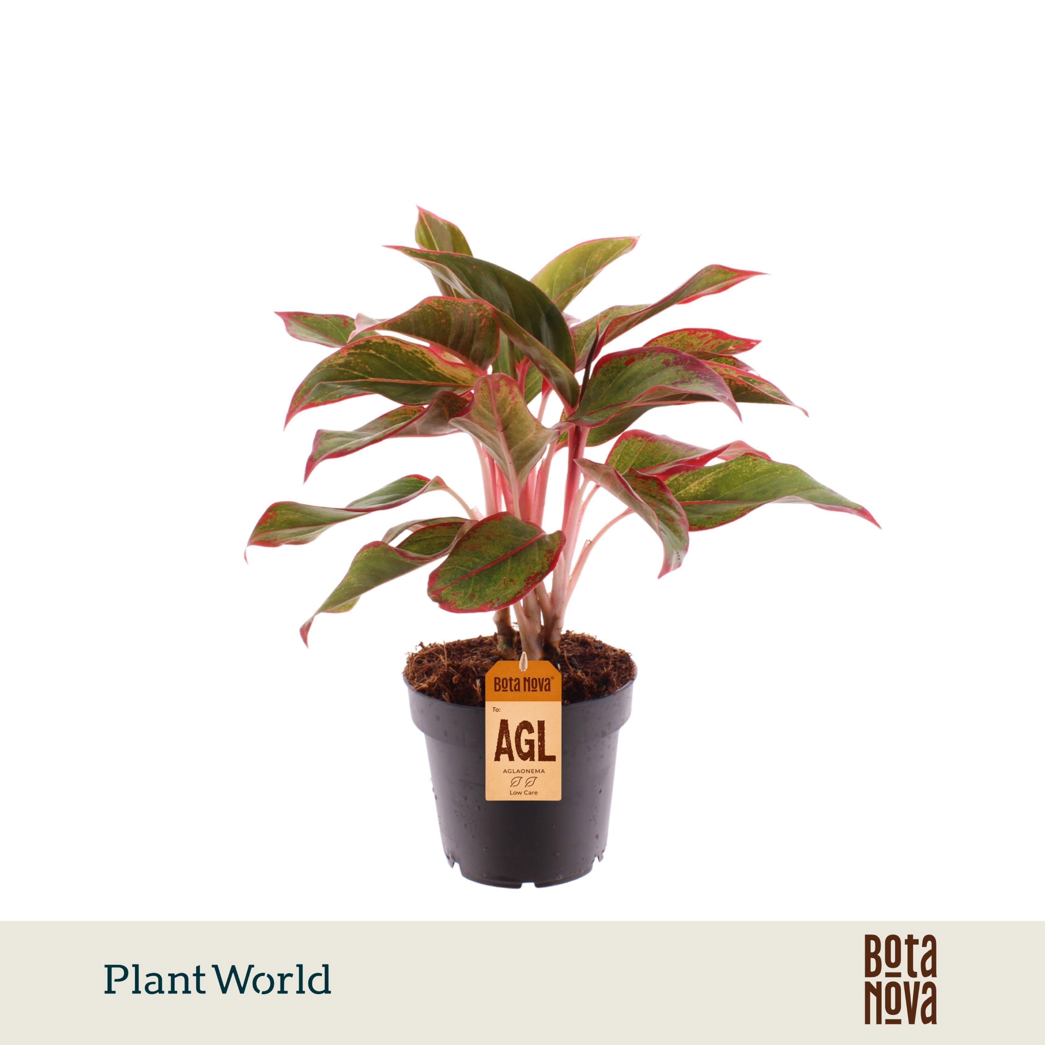 Горшечные цветы и растения оптом Aglaonema Crete от 10шт из Голландии с доставкой по России