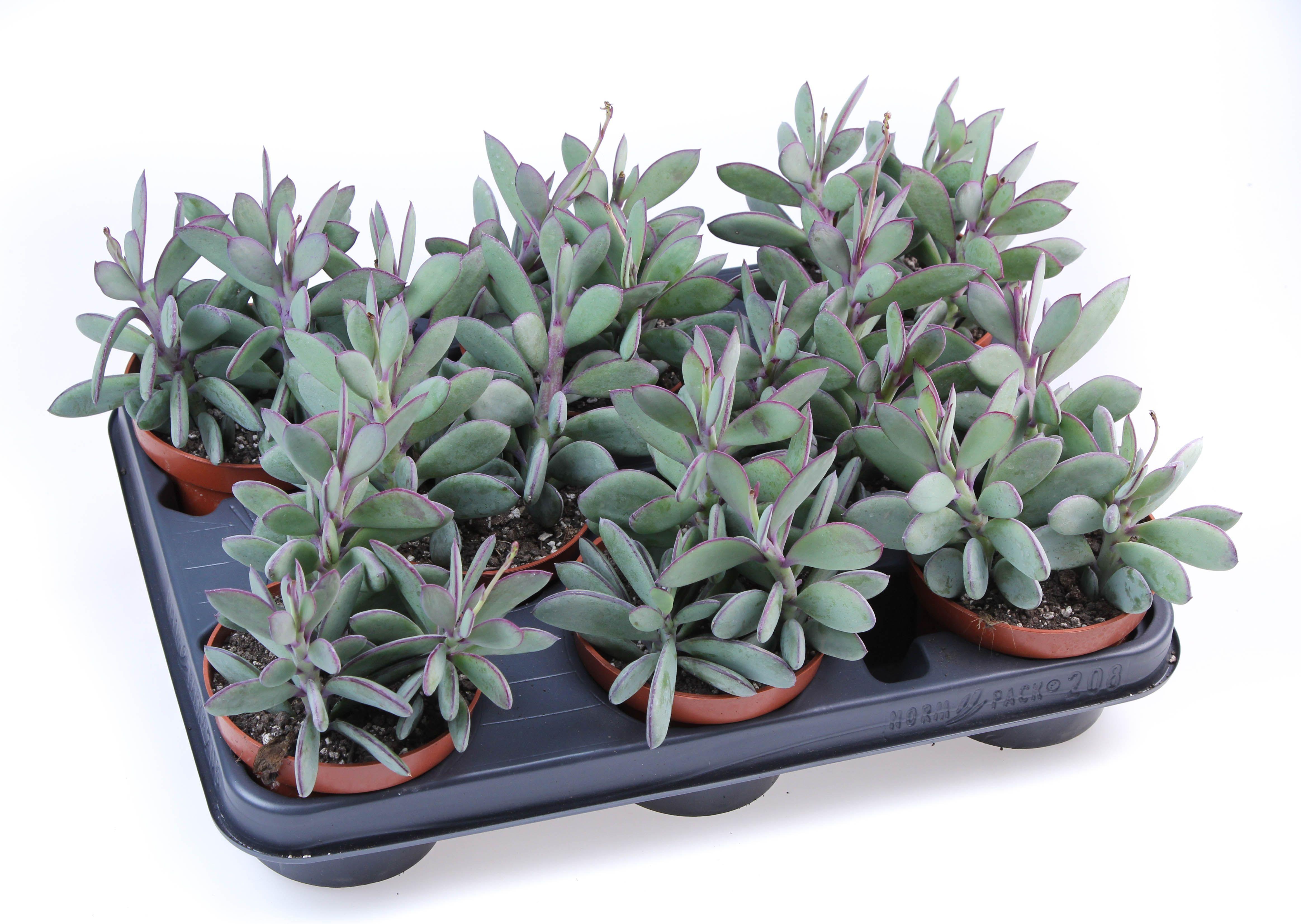 Горшечные цветы и растения оптом Senecio Crasissimus от 8шт из Голландии с доставкой по России