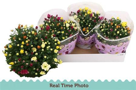 Горшечные цветы и растения оптом Chrysant Carnaval от 3шт из Голландии с доставкой по России
