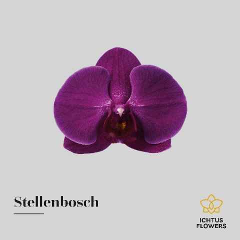 Срезанные цветы оптом Phalaenopsis anthura stellenbosch (per flower) от 100шт из Голландии с доставкой по России