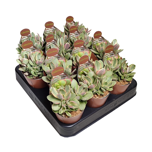 Горшечные цветы и растения оптом Crassula Money Maker Variegata Potcover от 12шт (для телеги) из Голландии с доставкой по России