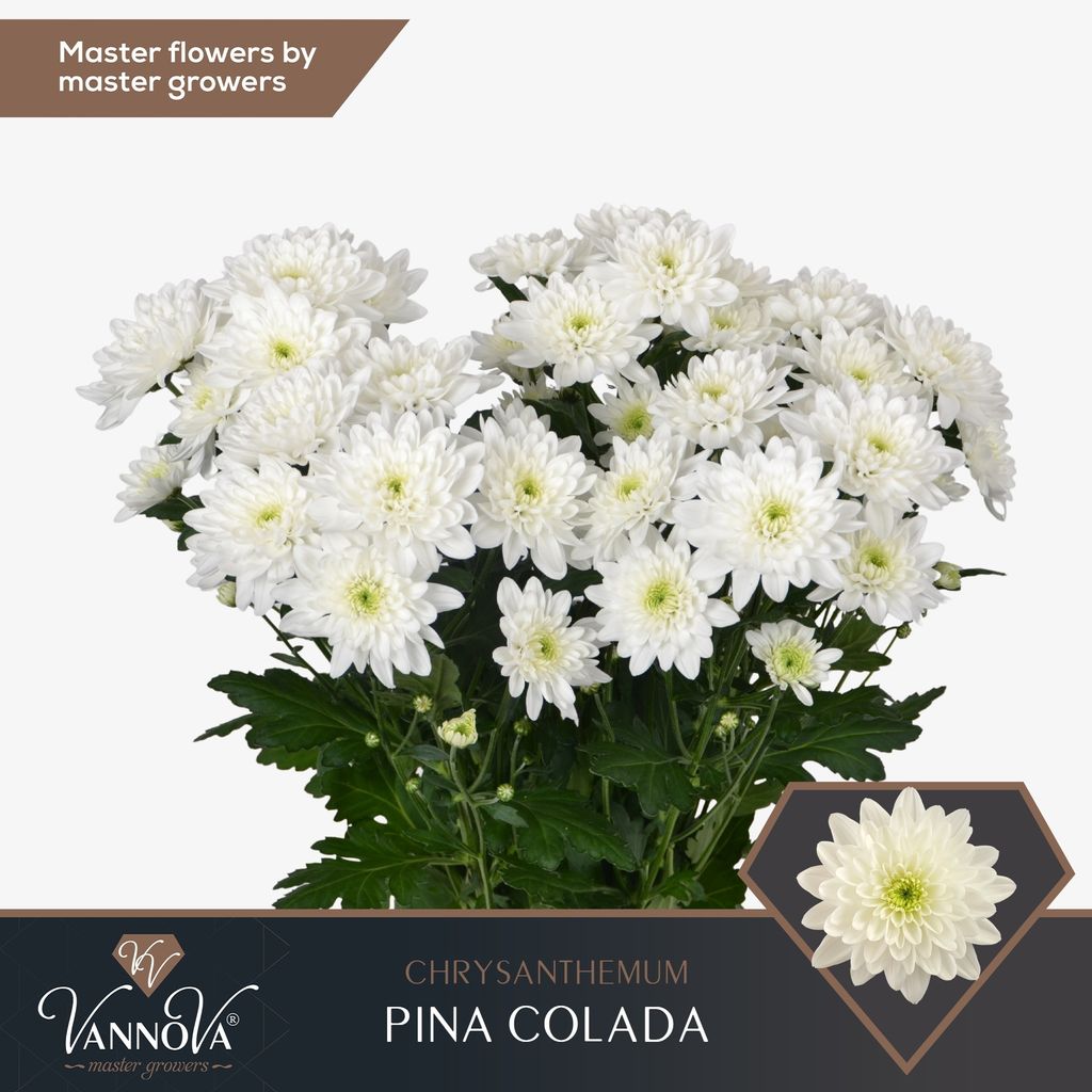 Срезанные цветы оптом Chrys sp pina colada от 80шт из Голландии с доставкой по России