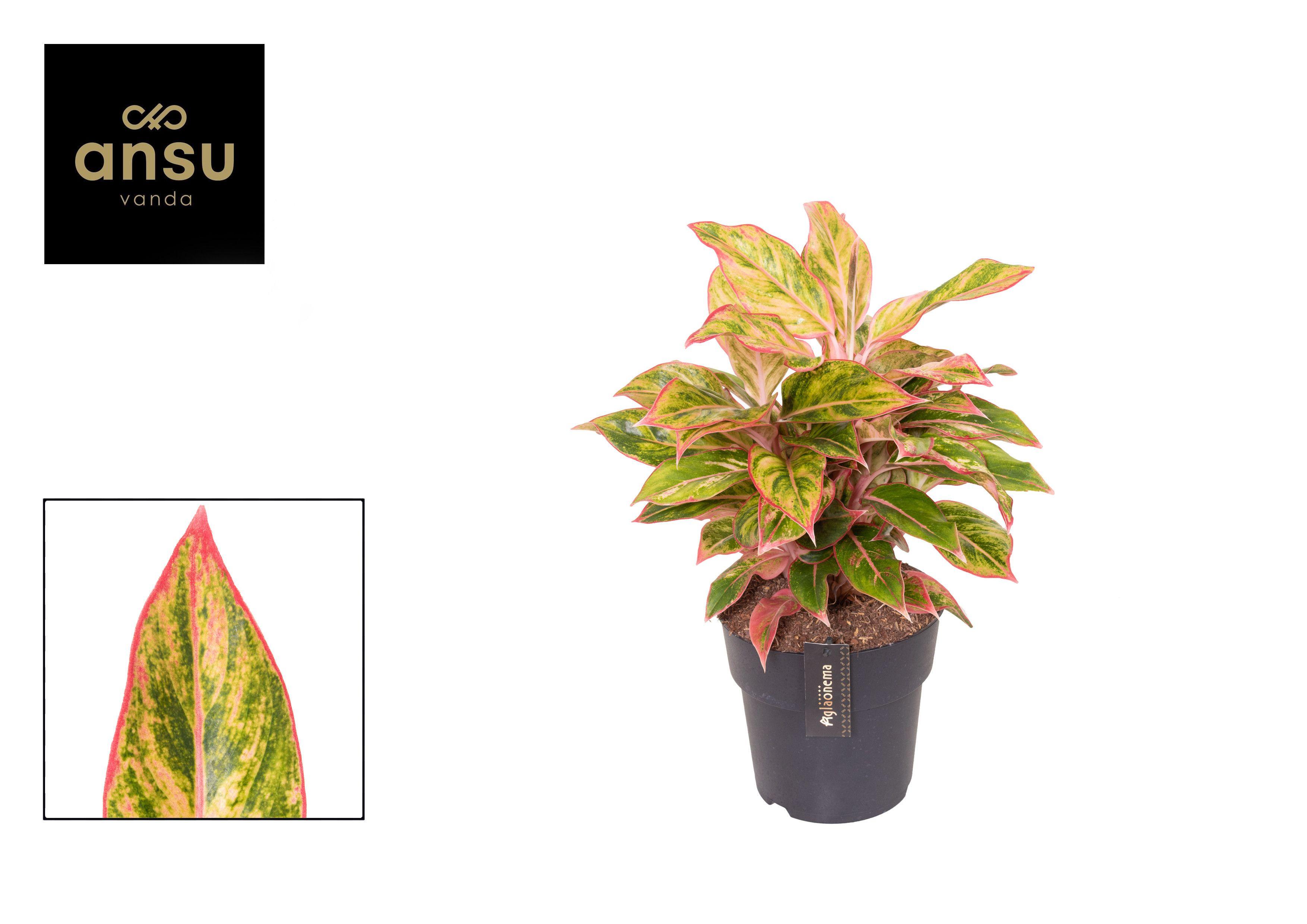 Горшечные цветы и растения оптом Aglaonema Jungle Nectarine от 3шт из Голландии с доставкой по России