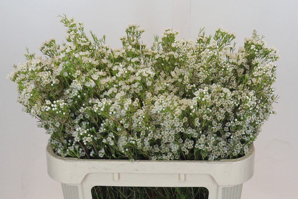 Срезанные цветы оптом Chamelaucium pearl button от 50шт из Голландии с доставкой по России