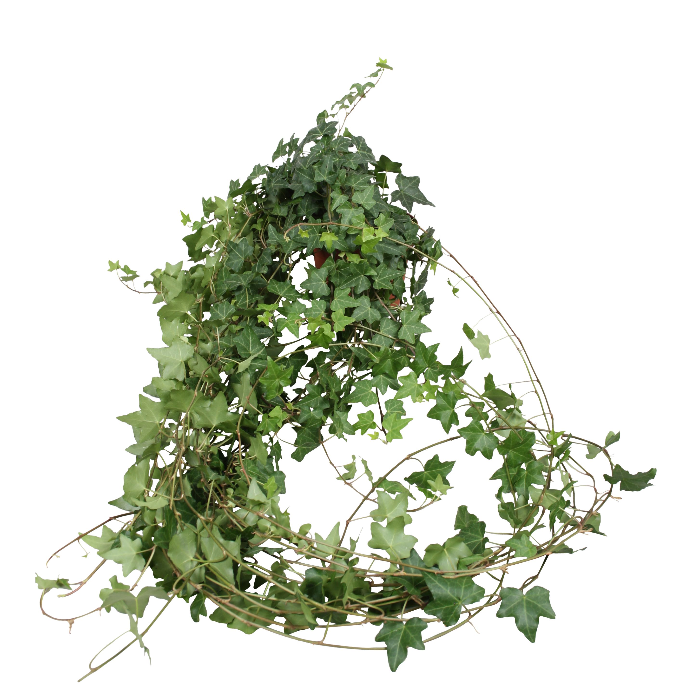 Горшечные цветы и растения оптом Hedera Helix Groen Lange Plant от 10шт из Голландии с доставкой по России