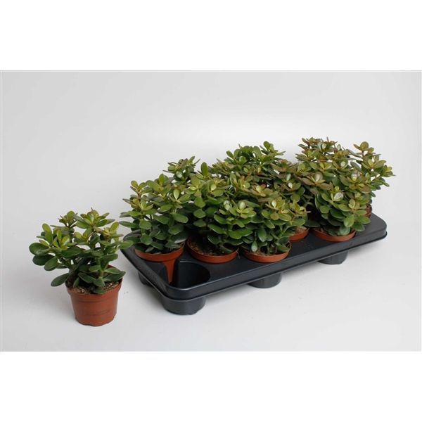 Горшечные цветы и растения оптом Crassula Ovata Minor (decorum) от 9шт из Голландии с доставкой по России