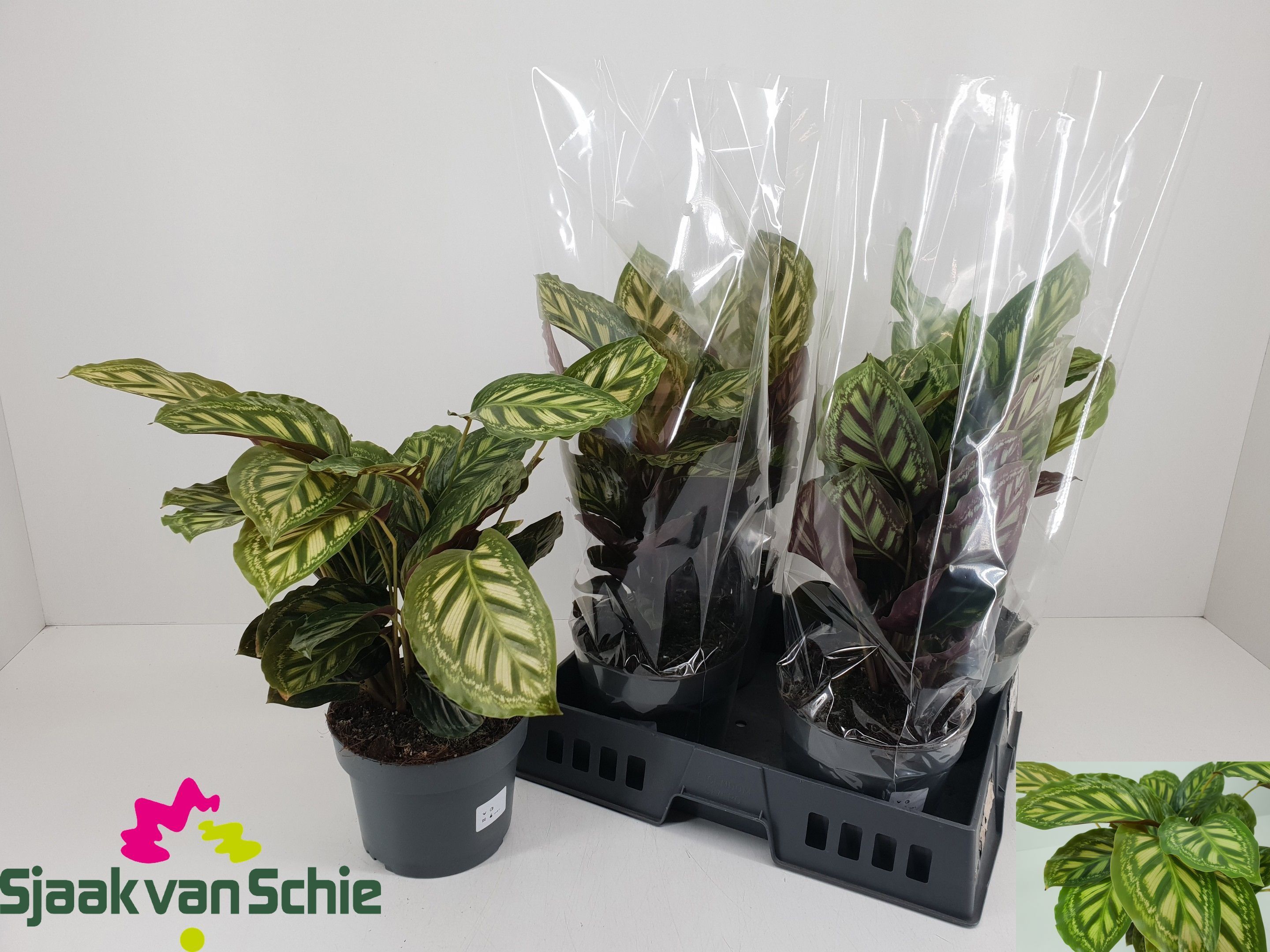 Горшечные цветы и растения оптом Calat Ov от 5шт из Голландии с доставкой по России