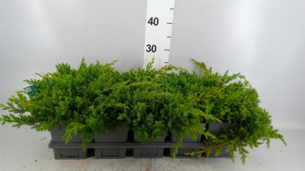 Горшечные цветы и растения оптом Juniperus Procumbens nana от 10шт из Голландии с доставкой по России