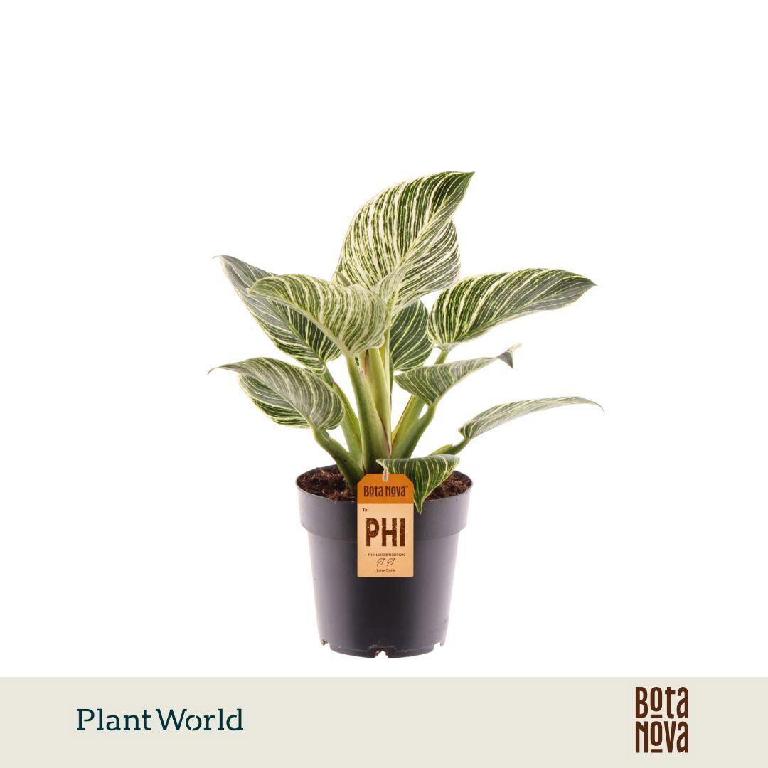 Горшечные цветы и растения оптом Philodendron Birkin от 7шт из Голландии с доставкой по России