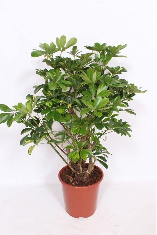 Горшечные цветы и растения оптом Schefflera Gold Capella Bush от 1шт из Голландии с доставкой по России
