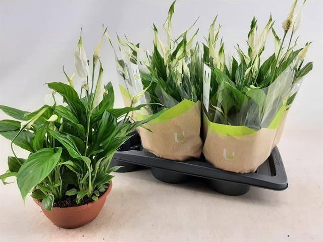 Горшечные цветы и растения оптом Spathiphyllum Chopin от 6шт из Голландии с доставкой по России