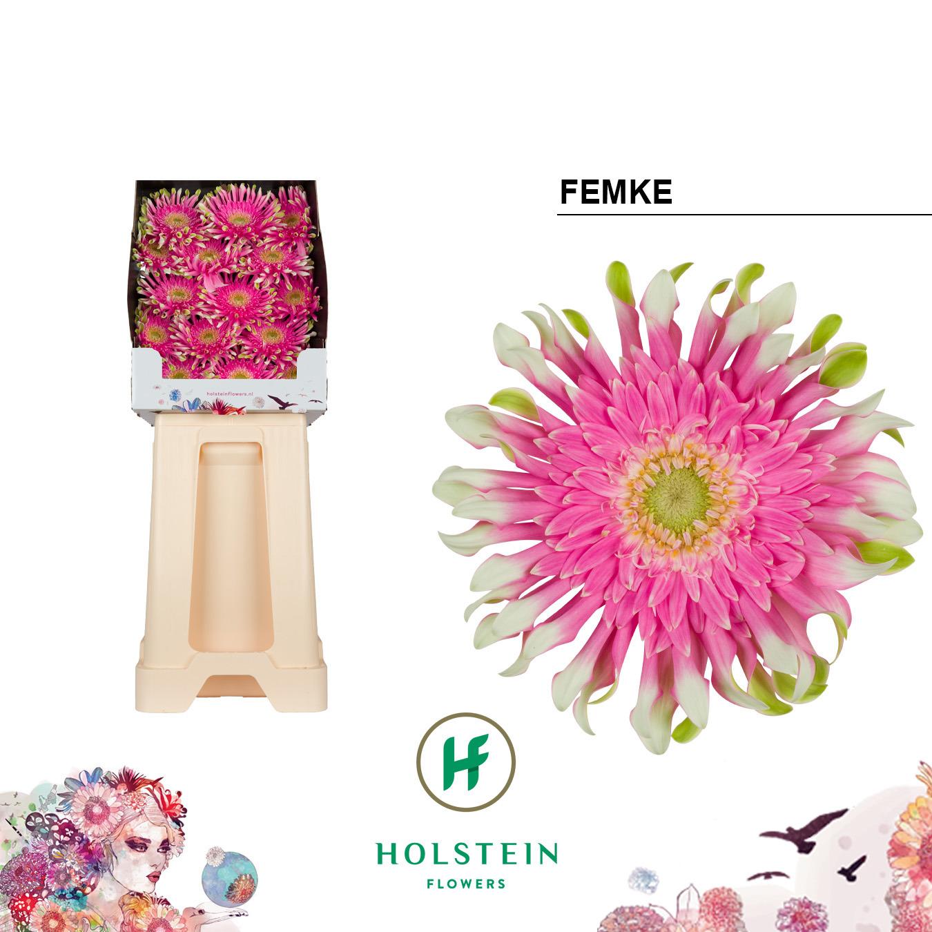 Срезанные цветы оптом Gerbera diamond gerpasta femke от 45шт из Голландии с доставкой по России